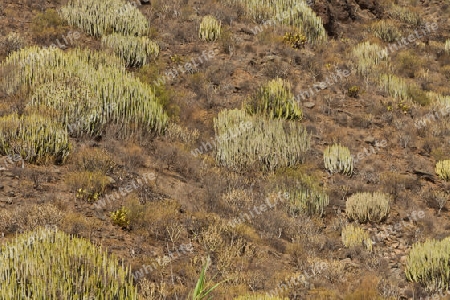 Kanaren Wolfsmilch - endemische Pflanze auf Gran Canaria