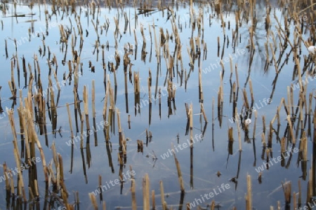 Spiegelung im Teich