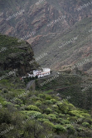 a Landscape of the Mountain Region of  Tamadaba in the centre of the Canary Island of Spain in the Atlantic ocean.