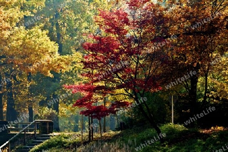 Herbst am Weiher