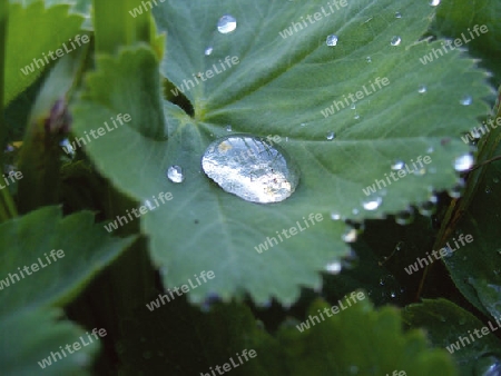 Tropfen auf Blatt