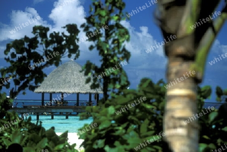 
Der Traumstrand mit Palmen und weissem Sand an der Insel Velavaru im Southmale Atoll auf den Inseln der Malediven im Indischen Ozean.   