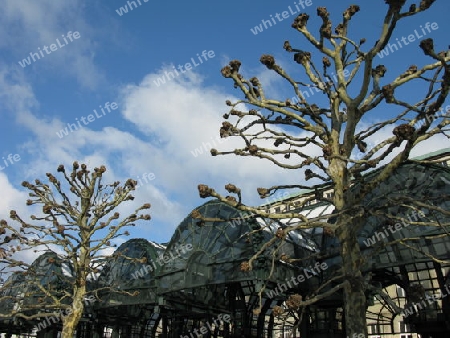 Platanen am  Rathausplatz in Hamburg