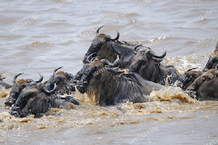 Gnu, Streifengnu, Weissbartgnu (Connochaetes taurinus), Gnumigration, great Migration,  Gnus beim durchqueren des Mara River, Masai Mara, Kenia