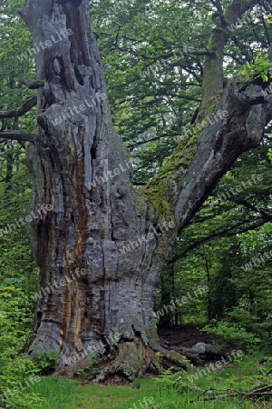 ca. 800 Jahre alte Buche, Fagus, Urwald Sababurg, Hessen, Deutschland