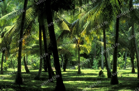 Der Palmenwald auf der Insel La Diegue auf den Seychellen Inseln mit dem Meer des Indische Ozean.