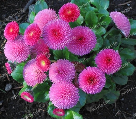 Pink Puffy Flowers