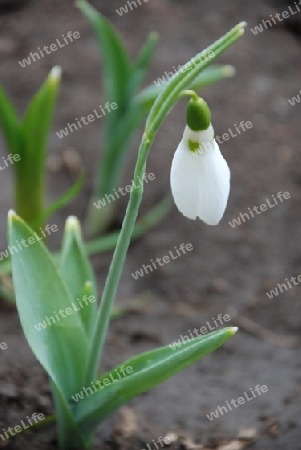 Snowdrop