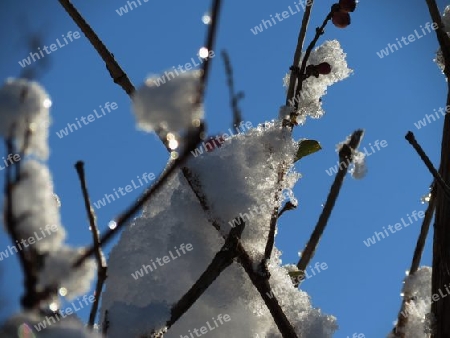 Schneezweige