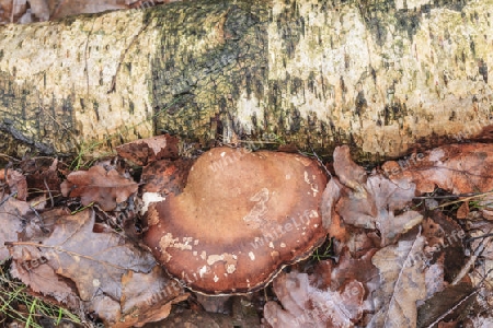 Birken-Zungenporling,Piptoporus betulinus(Porlinge) an einer abgestorbene Birke