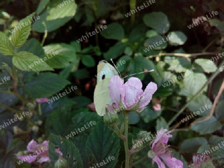 Kohlweißling auf Brombeerblüte I