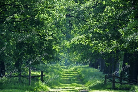 idyllische Allee mit alten Eichen (Quercus), Hessen, Deutschland