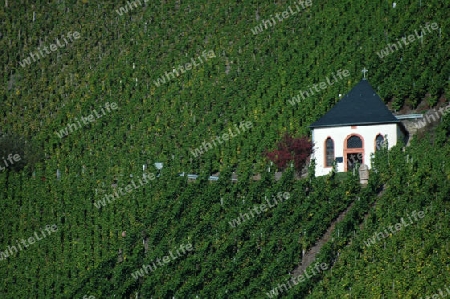 M?hsame Weinernte am Hang der Mosel