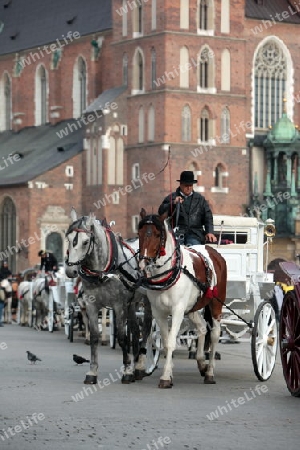 Pferdekutschen warten auf die Kundschaft auf dem Rynek Glowny Platz mit der Marienkirche in der Altstadt von Krakau im sueden von Polen.