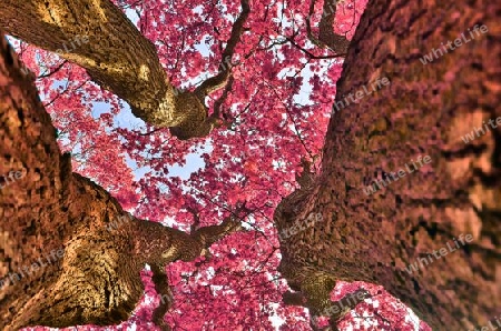 Beautiful pink and purple infrared panorama of a countryside landscape with a blue sky.