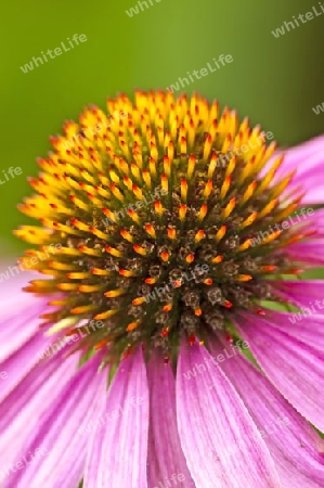  Echinacea purpurea