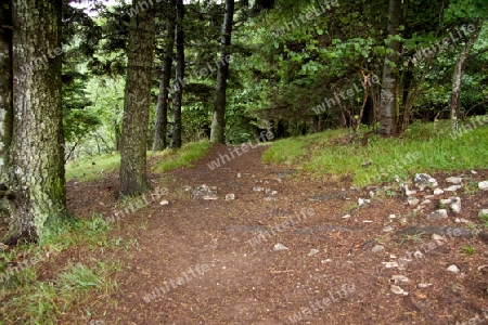 Wanderweg auf den Karstplateau "Hohe Wand" - Ostalpen