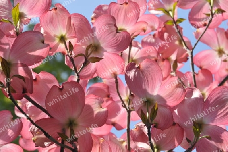 Cornus florida Hartriegel