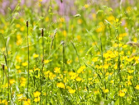 Blumenwiese