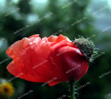 Mohn