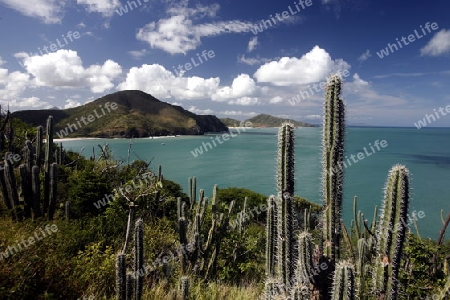 Suedamerika, Karibik, Venezuela, Isla Margarita, Pedro Gonzalez, Playa Pedro Gonzalez, Beach, Strand, Bucht, Fischerdorf, Ferien, Traumstrand, Idylle, Landschaft, Sicht vom Leuchtturm, Kaktus, Natur