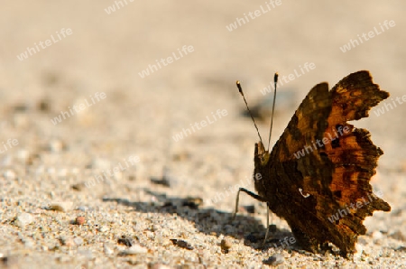 Schmetterling