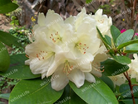 Rhododendron 1