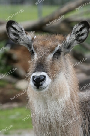 Roter Wasserbock 01