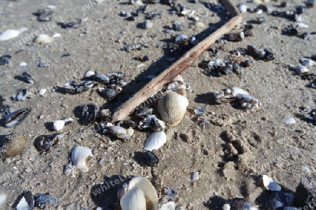 Treibgut am Strand