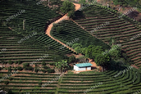 Die Landschaft mit Tee Plantagen beim Bergdorf Mae Salong in der Huegellandschaft noerdlich von Chiang Rai in der Provinz Chiang Rai im Norden von Thailand in Suedostasien.