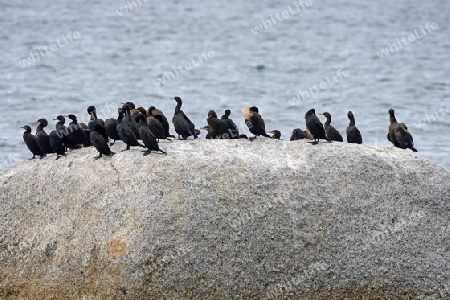 Kap Kormoran (Phalacrocorax capensis), Boulders Beach, Simons Town bei Kapstadt, Western Cape, Westkap, S?dafrika, Afrika