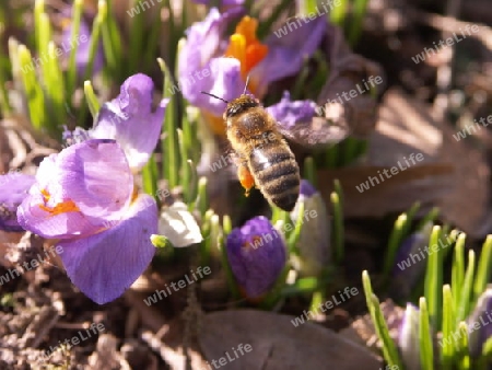 Bienchen summt