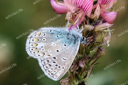 Hauhechel-Bläuling, Gemeiner Bläuling, männlich, ventral,Common blue, male, ventral