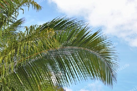 Beautiful palm trees at the beach on the tropical paradise islands Seychelles