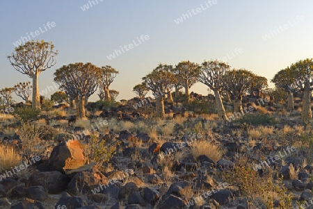 K?cherbaum oder Quivertree (Afrikaans: Kokerboom,  Aloe dichotoma) im ersten Morgenlicht , Keetmanshoop, Namibia, Afrika