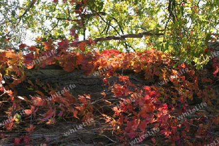 herbstlaub