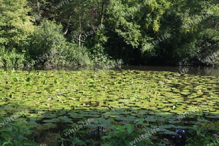 Seerosenblaetter auf dem Teich