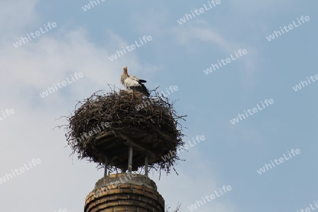 Storch im Nest