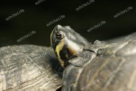 Schildkroete