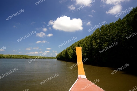 The mangroves at a lagoon near the City of Krabi on the Andaman Sea in the south of Thailand. 