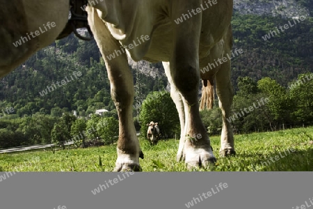 Brownswiss