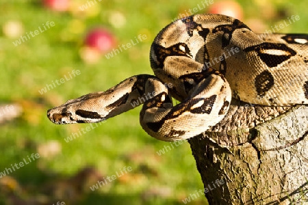 Boa constrictor