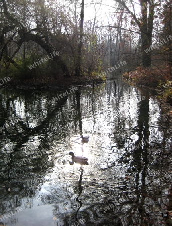 Enten am See