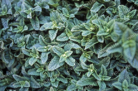 Mint in a Tea House at the Djemma del Fna Square in the old town of Marrakesh in Morocco in North Africa.
