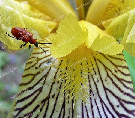 K?fer auf Blume