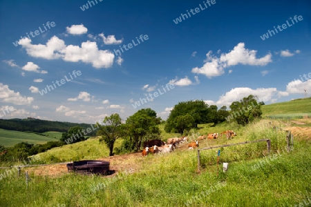 Sommerlandschaft Unterbodnitz