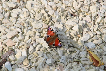 Tagpfauenauge auf Stein