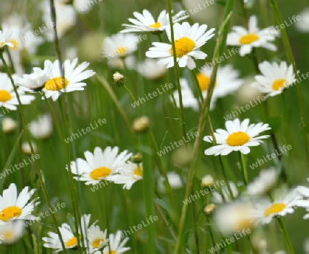 Naturwiese mit Margeriten