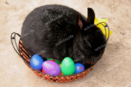 schwarzer osterhase im korb,voller bunte ostereier