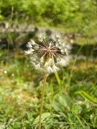 Pusteblume